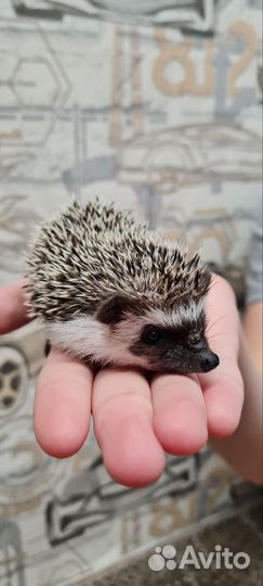 Африканский ежик
