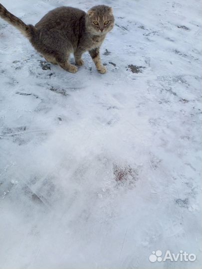 Взрослый котик