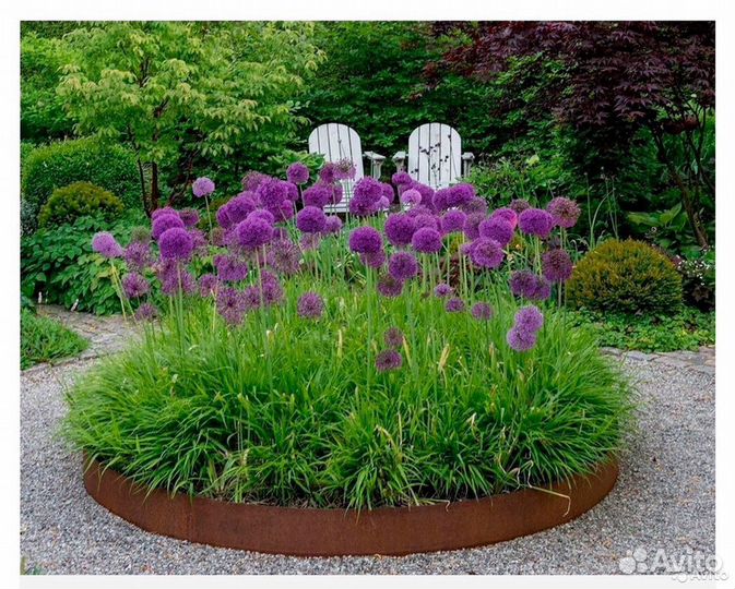 Лук Суворова (анзур) луковицы крупные, здоровые