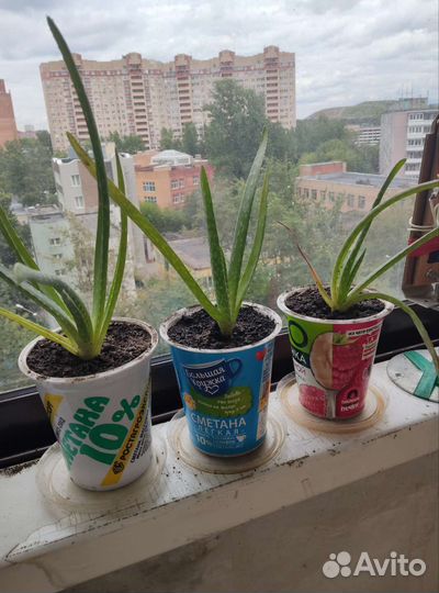 Цветок алоэ Вера