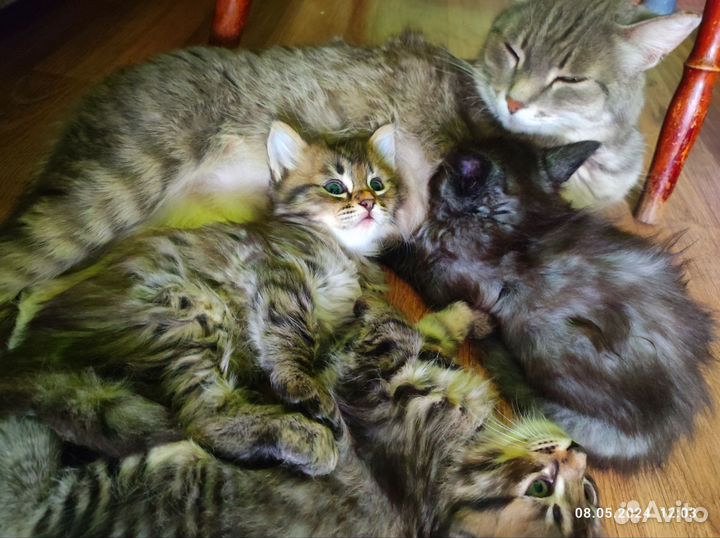 Котята в добрые руки