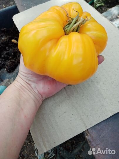 Семена помидор