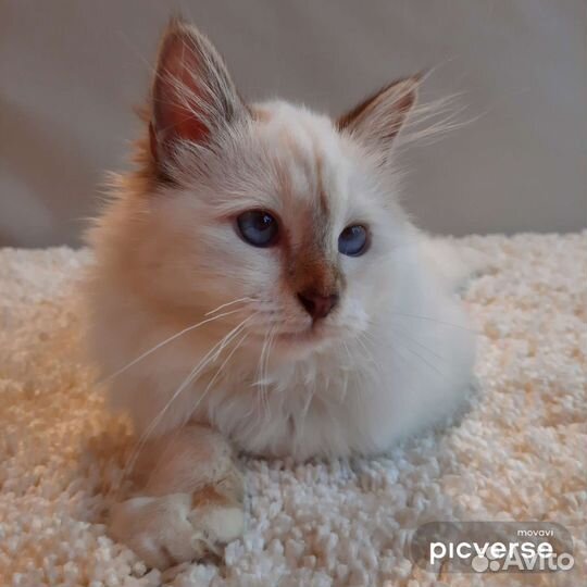 Котята редкой породы