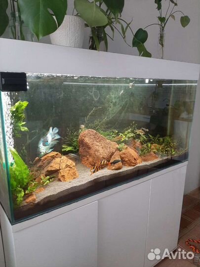 Большой Аквариум с тумбой примерно 300 литров