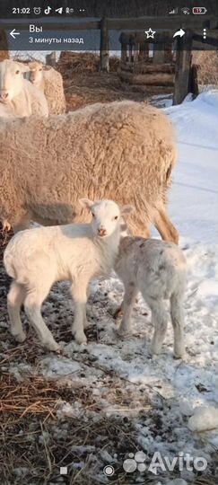 Овцы бараны катумские