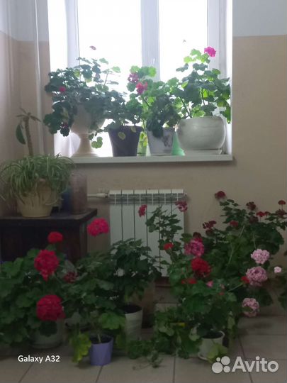 Пеларгония