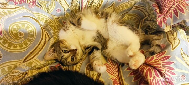 Котята в добрые руки даром