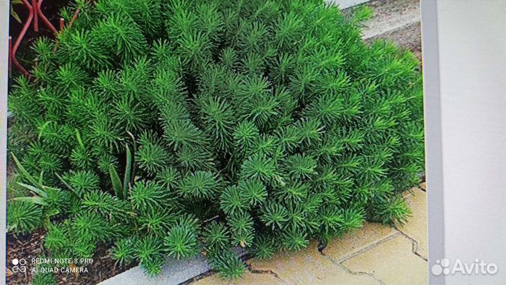 Ирис болотный