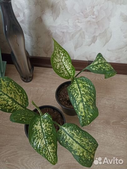 Диффенбахия