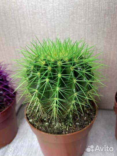Кактус эхинокактус комнатные цветы