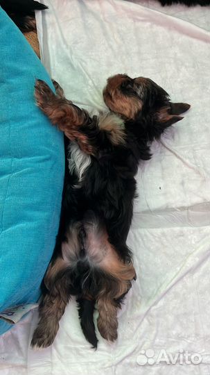 Йоркширский терьер девочка