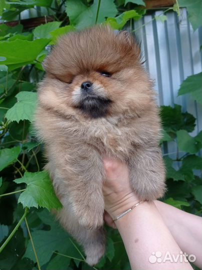 Померанский шпиц