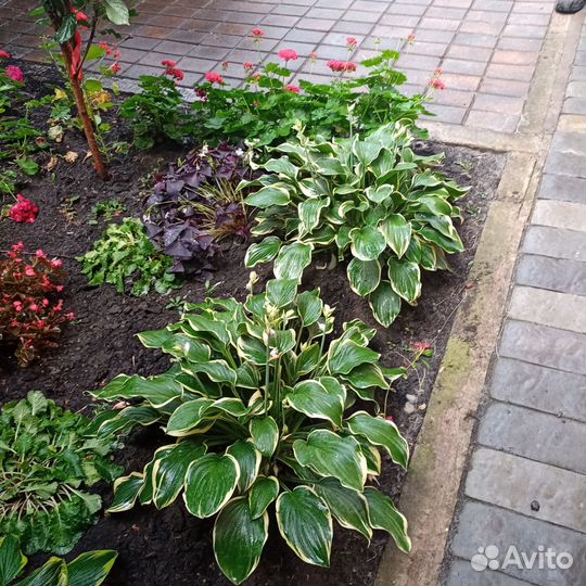 Примула, хоста