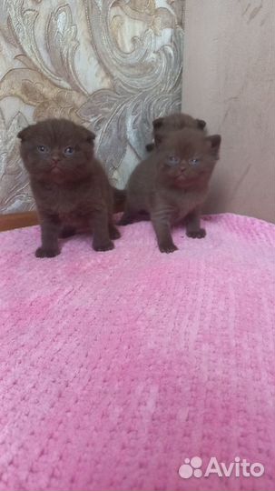 Шотландские вислоухие котята