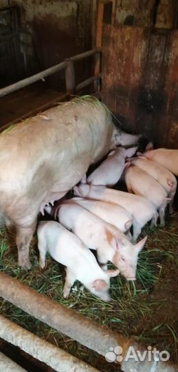 Поросята ландрас