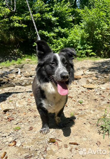 Бордер колли метис