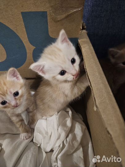 Котята в добрые руки