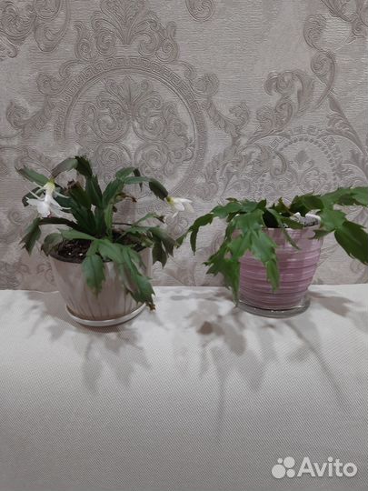 Декабрист белый