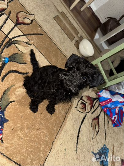 Цвергшнауцер щенок