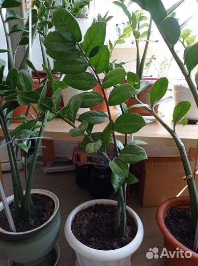 Замиокулькас долларовое дерево