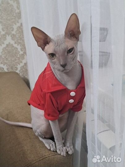 Кот донской сфинкс