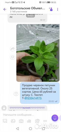 Петунии, черенок