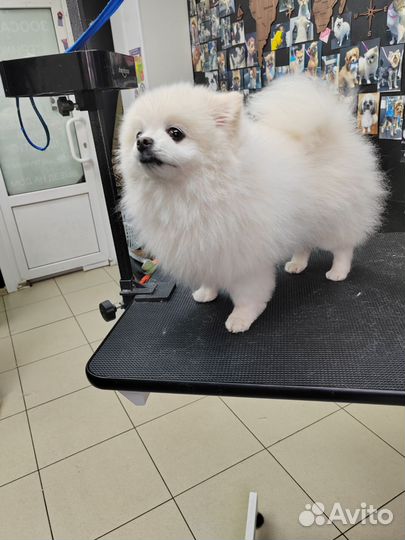 Грумер стрижка собак