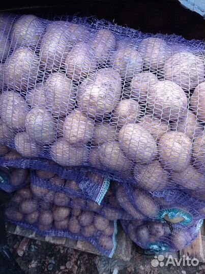 Продам картошку