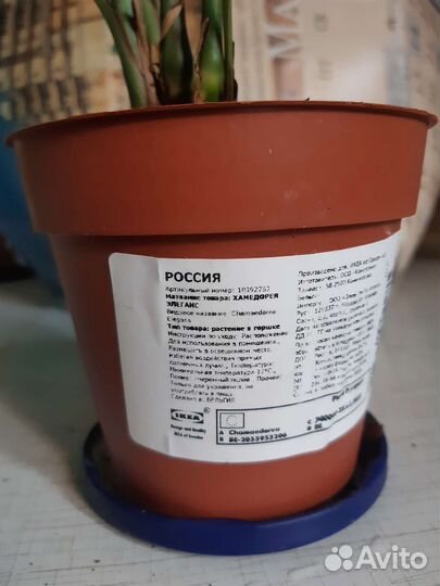 Драцена Икеа