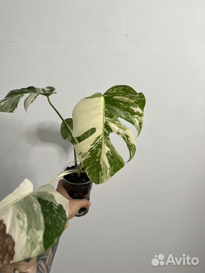 Монстера альба