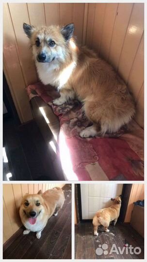 Стрижка собак. Груминг