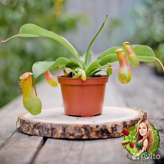 Непентес Вентрата