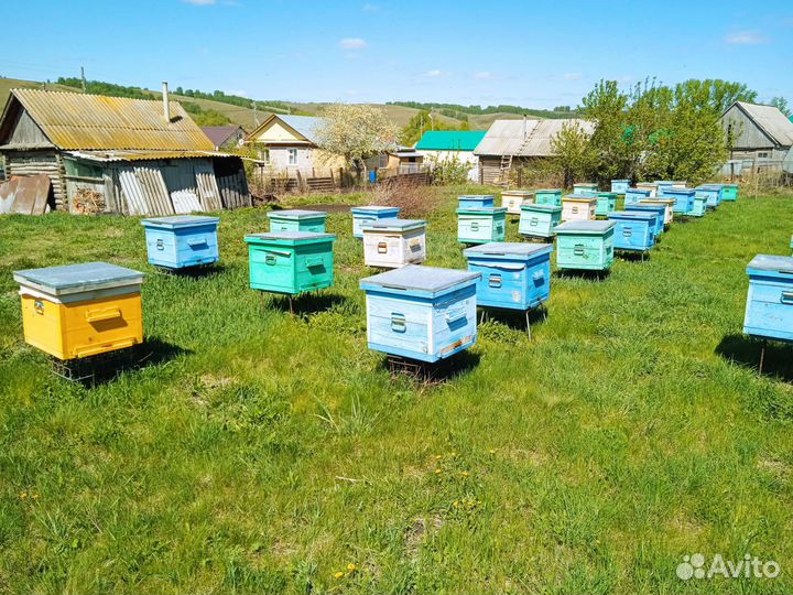 Пчелы среднерусской породы