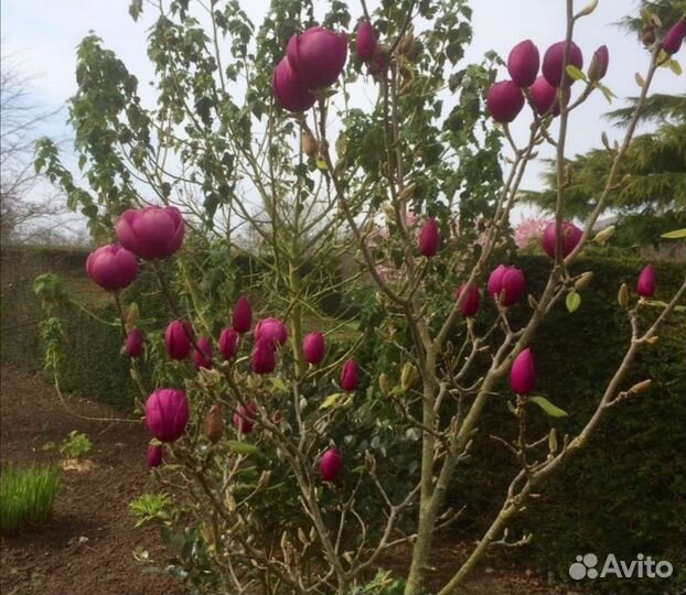 Магнолия Блек тюлип (Black tulip)в с5л и c7,5л