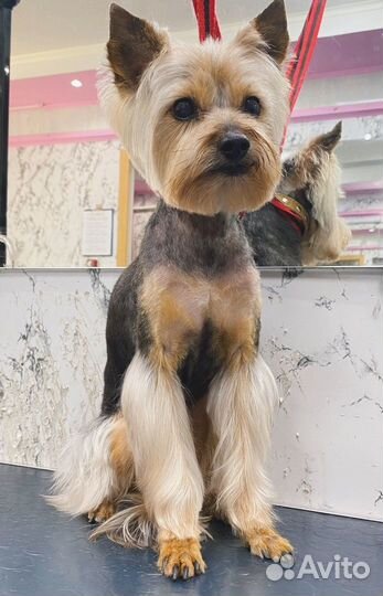 Приглашаем моделей на бесплатную стрижку к грумеру