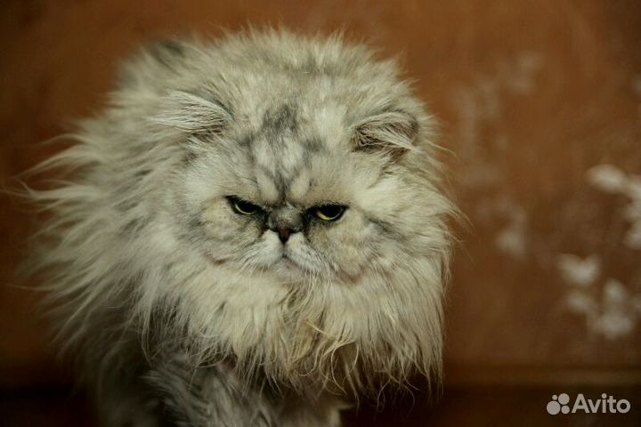 Tamron 17-50 mm f/2.8 Aspherical LD XR под canon