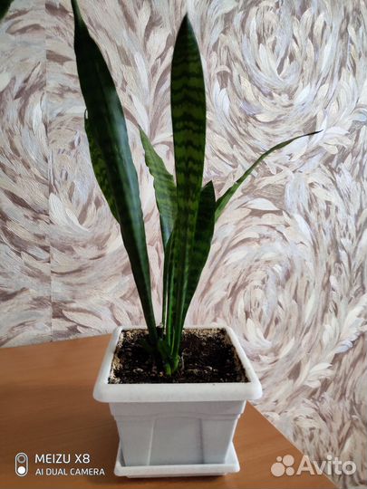 Сансевиерия