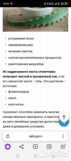 Росток алоэ древовидный лечебный