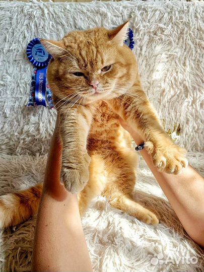 Шотландский кот на вязку