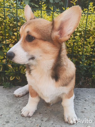 Мальчик Корги