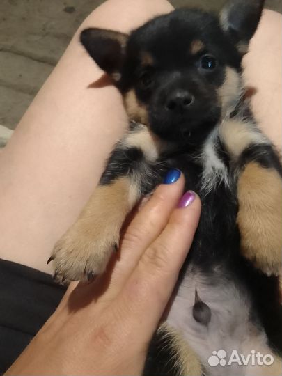 Собака в добрые руки отдам бесплатно щенок