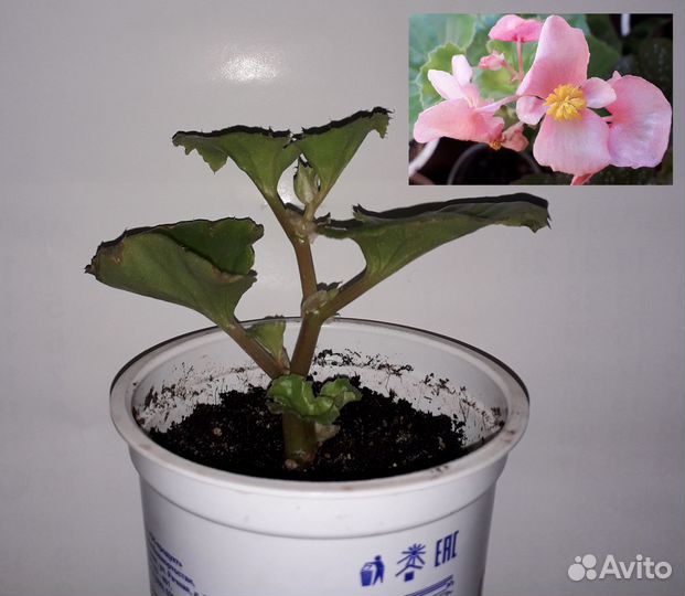 Бегония Пятнистая Вечноцвет Сциндапсус Хлорофитум