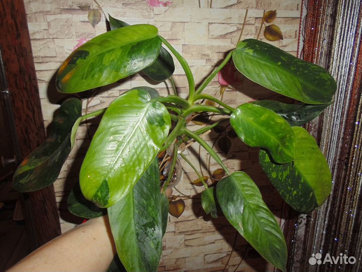 Филодендроны сортовые