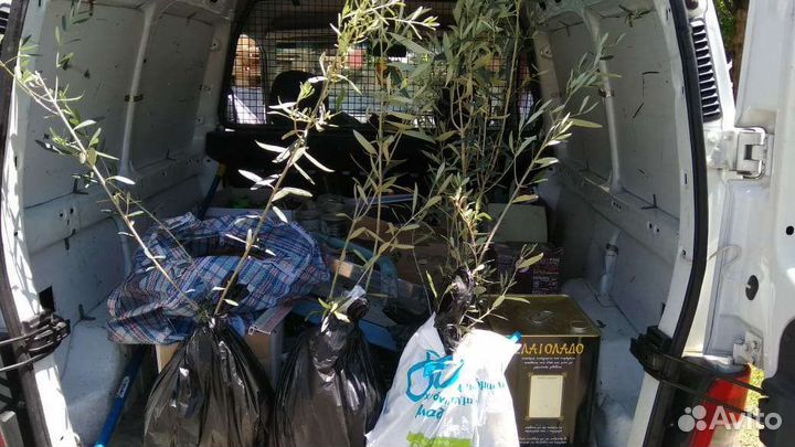 Растения богов