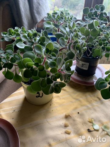 Аихризон (дерево любви) купить в Санкт-Петербурге | Товары для дома и ...