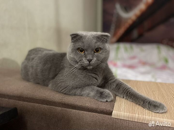 Шотландский вислоухий кот (вязка)