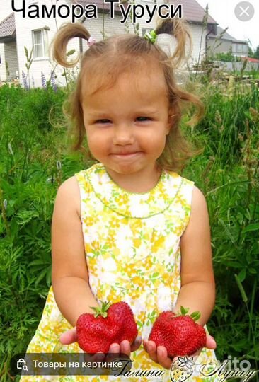 Клубника саженцы