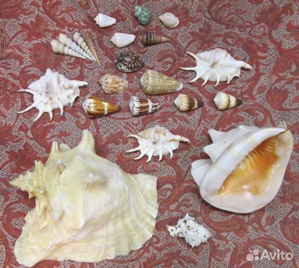 Предметы интерьера Ракушки морские.Обмен