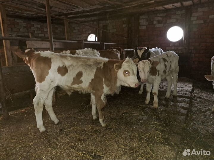 Бычки симменталы