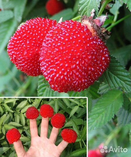 Тибетская малина